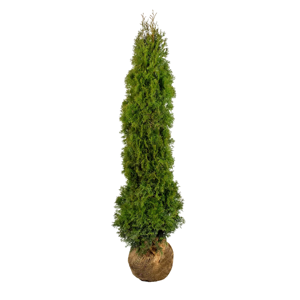 Almindelig Thuja Smaragd