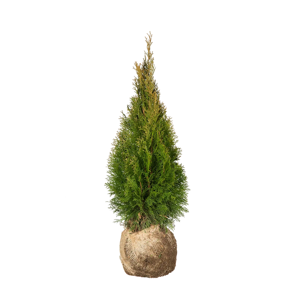 Almindelig Thuja Smaragd