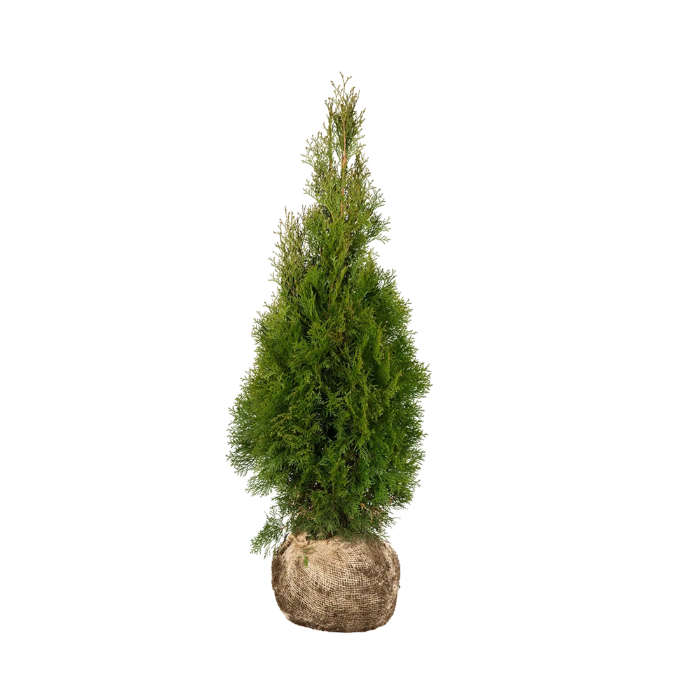 Almindelig Thuja Smaragd