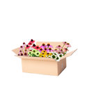 Færdigbed purpursolhat