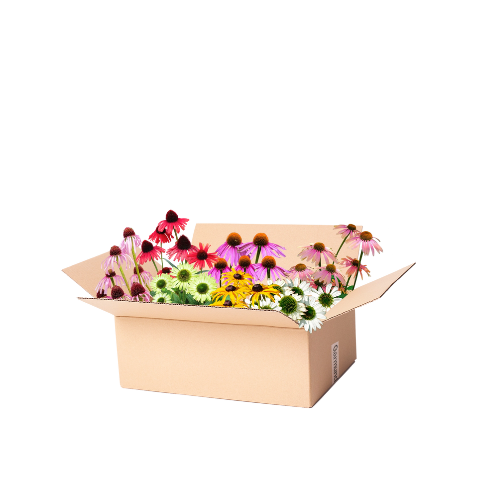 Færdigbed purpursolhat