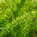 Grøn berberis