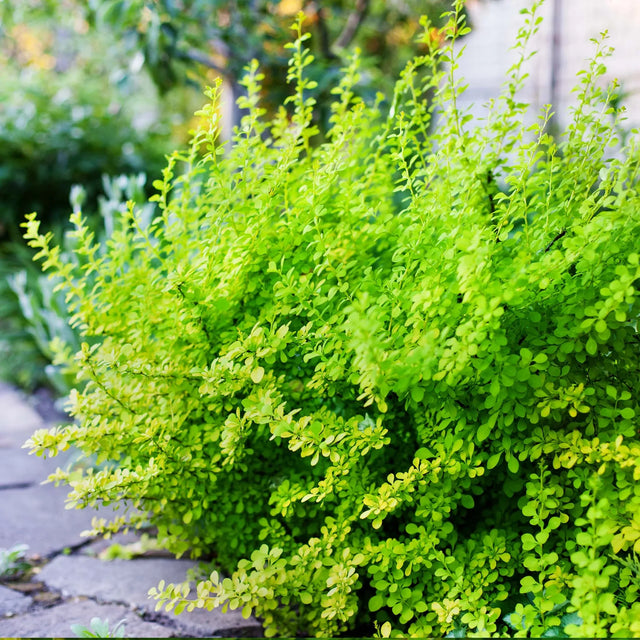 Grøn berberis