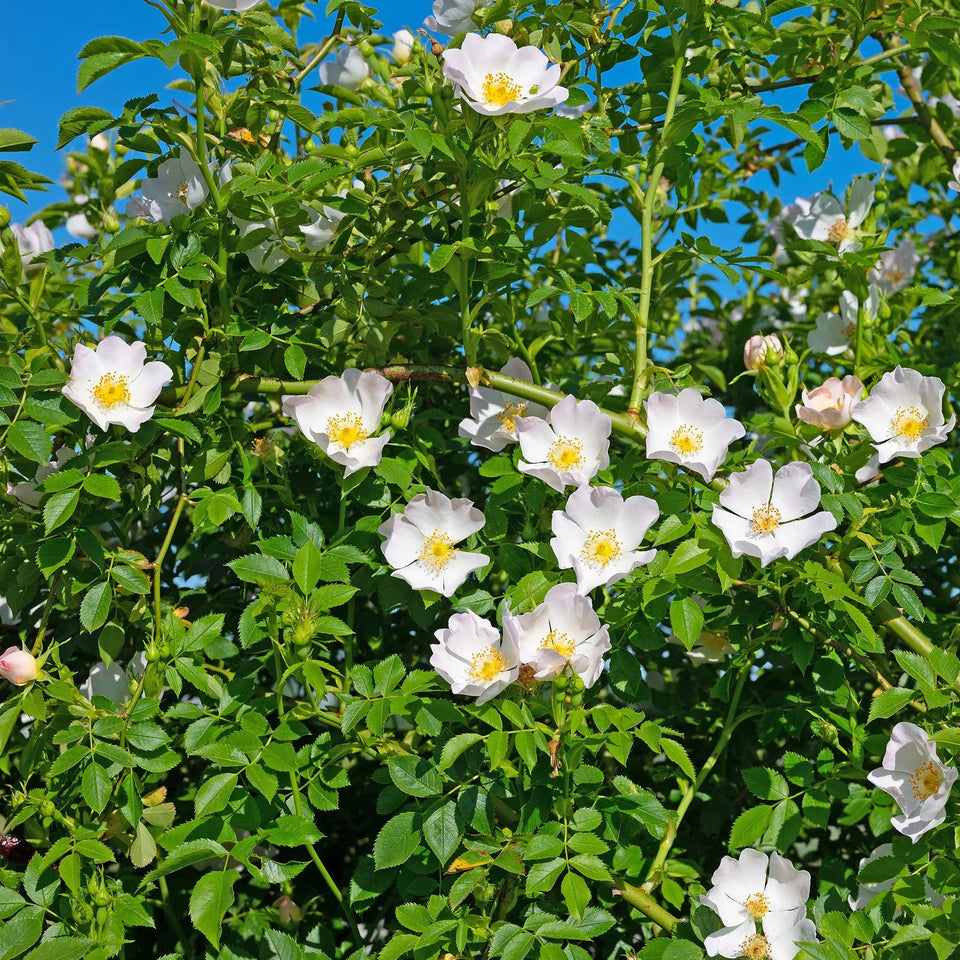 Hunderose