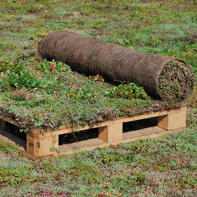 Sedum vegetationsmåtter
