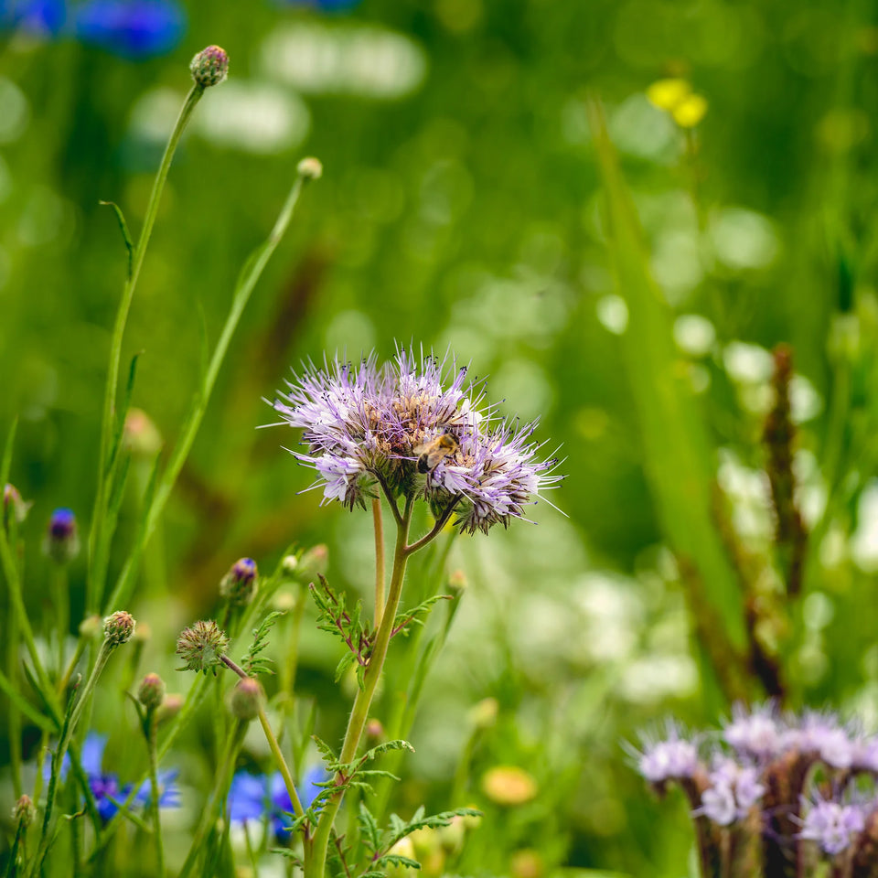 Grønt tag system Biodiversitet hjemmehørende