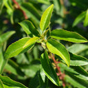 Portugisisk laurbær (Prunus lusitanica 'Angustifolia')