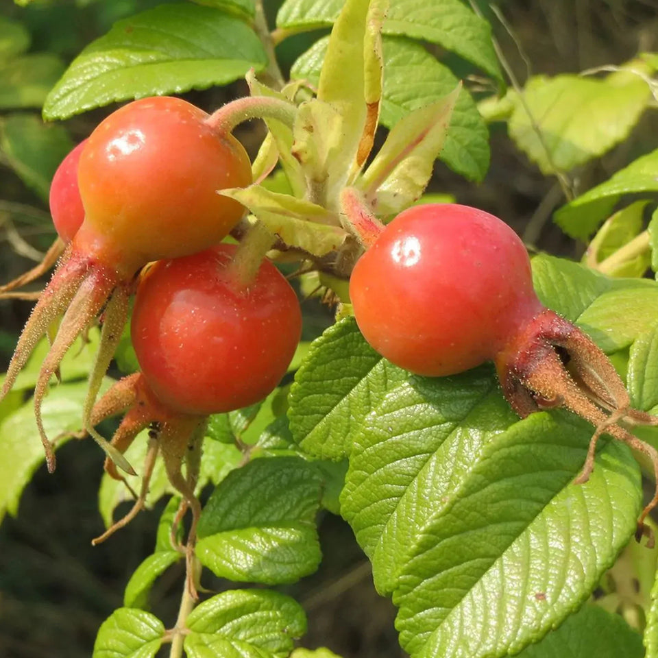 Hybenrose