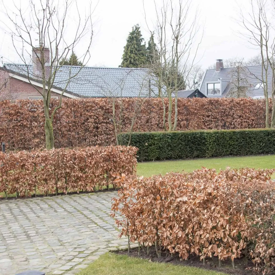 Grøn bøgehæk