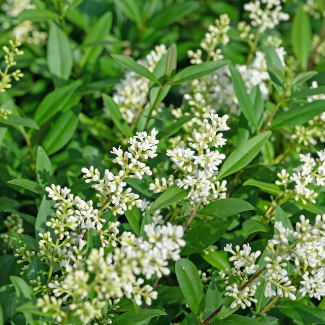 Almindelig liguster