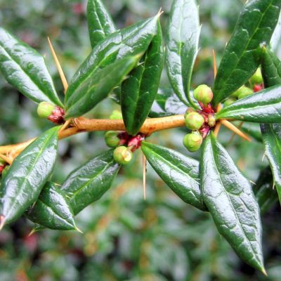 Berberis 'Amstelveen'