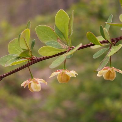 Grøn Berberis thunbergii