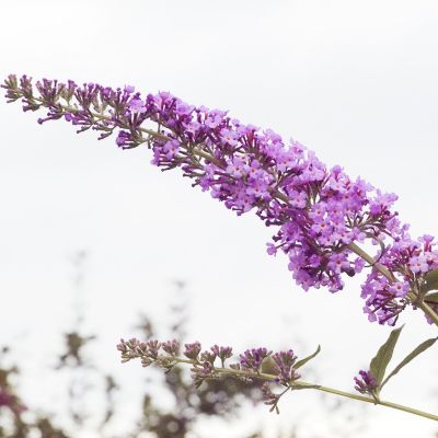 Sommerfuglebusk 'Pink Delight'