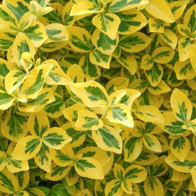 krybende benved 'Emerald 'n Gold’