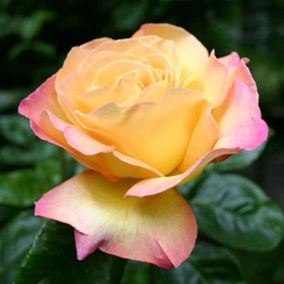 Storblomstrende rose Peace