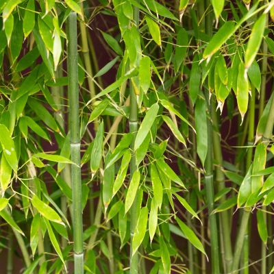 Phyllostachys bissetii