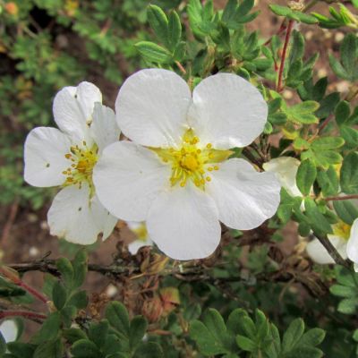 Potentilla Abbotswood