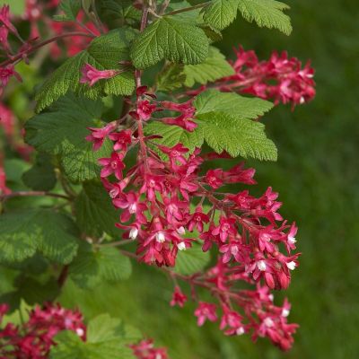 Blodribs, Ribes