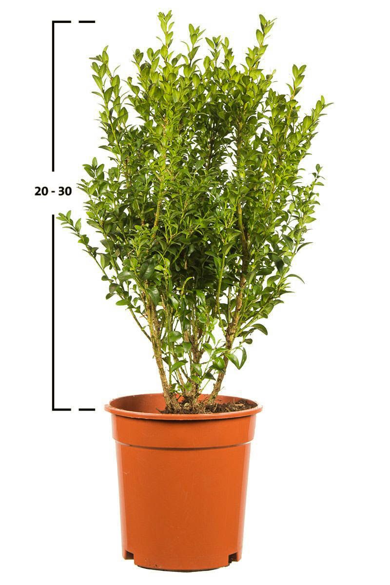 Buxus