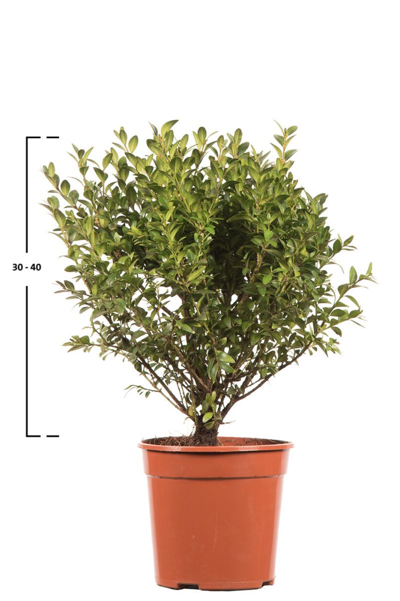 Buxus