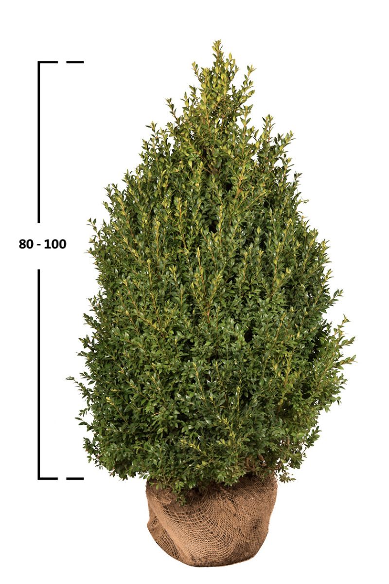 Buxus