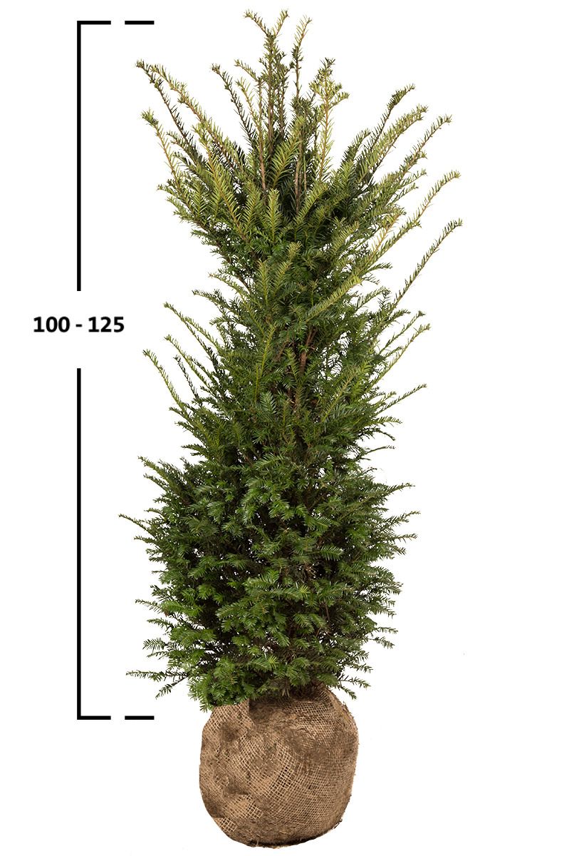 Taxus baccata busk