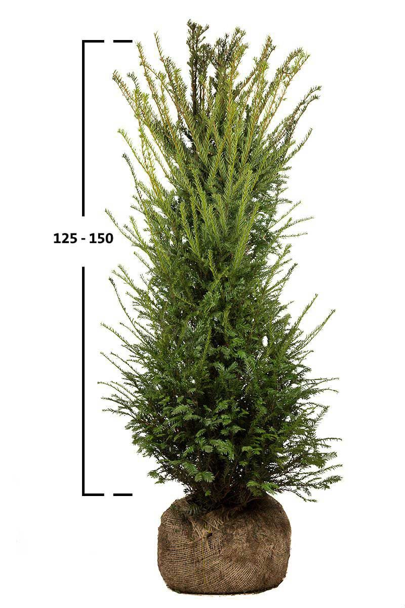 Taxus baccata busk