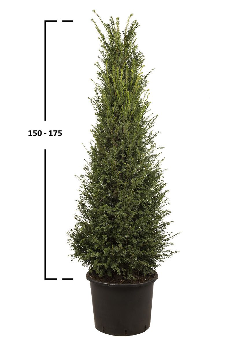 Taxus baccata busk