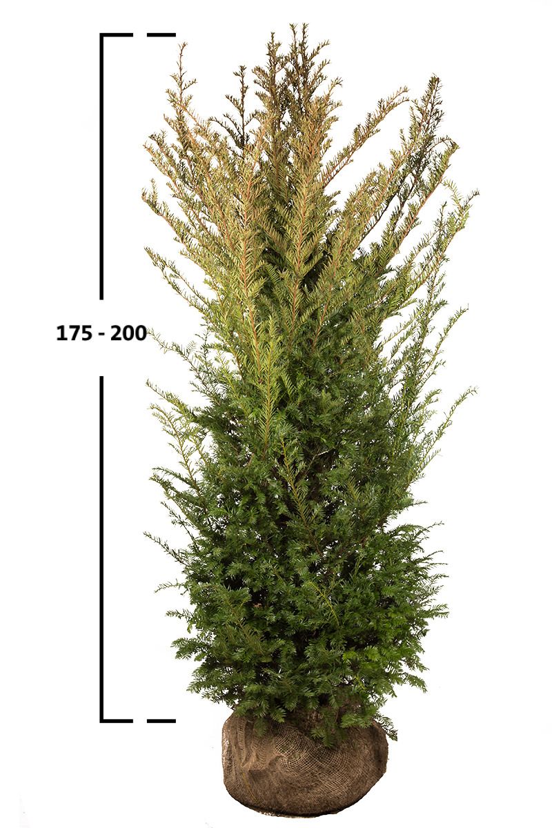 Taxus baccata busk