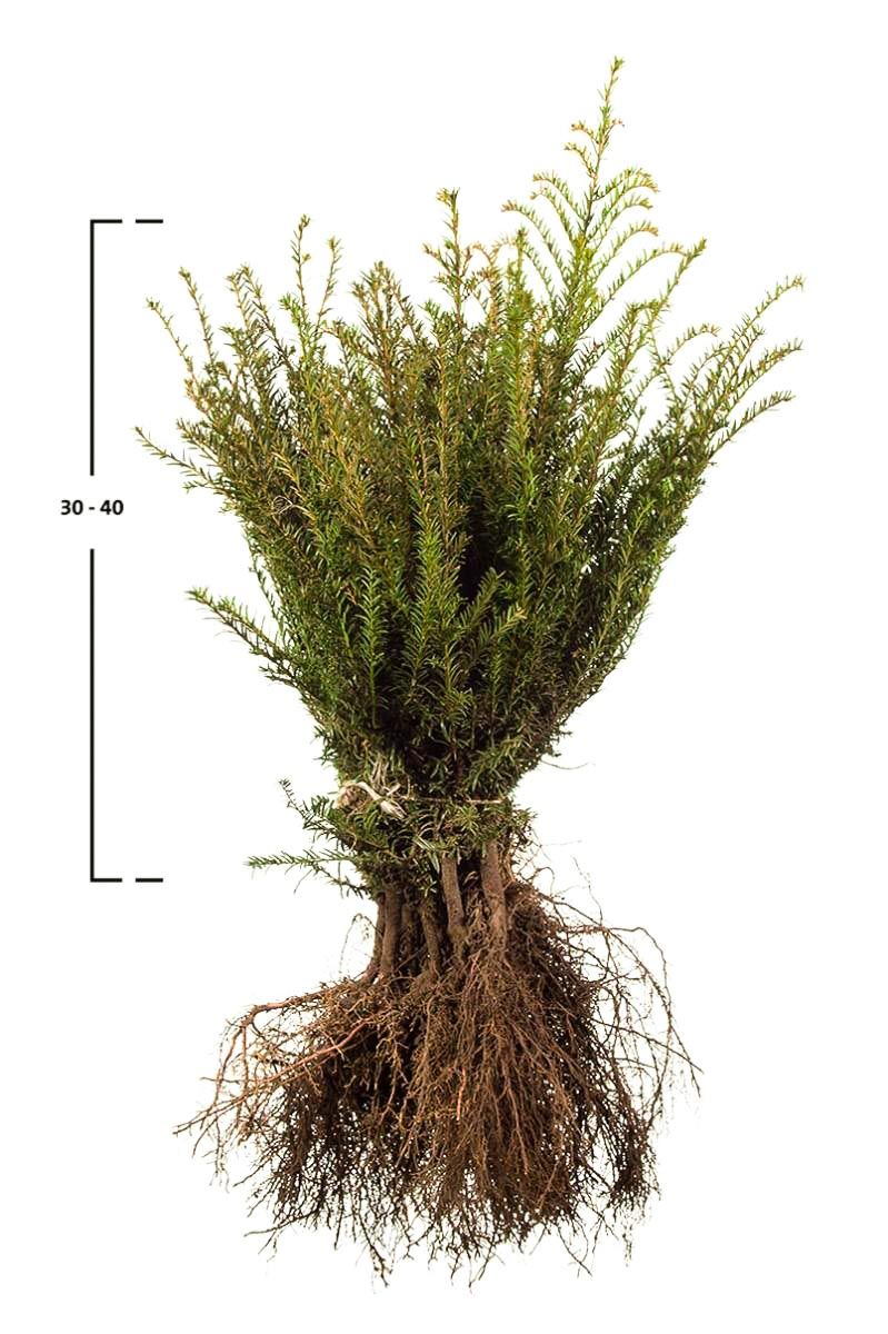 Taxus baccata busk