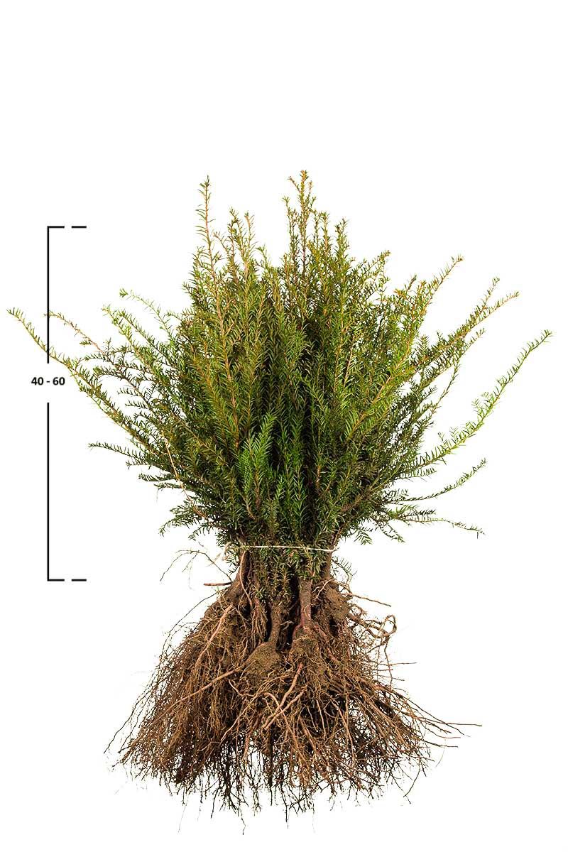 Taxus baccata busk