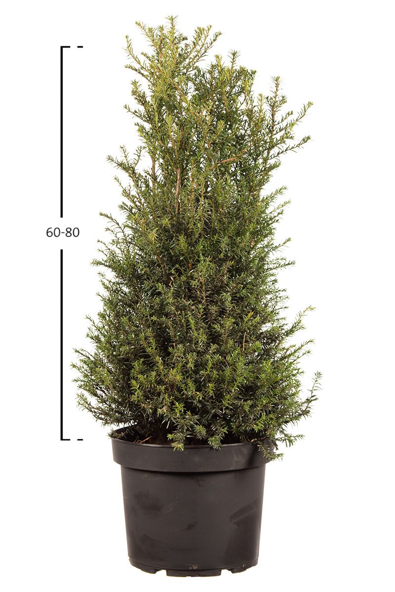 Taxus baccata busk