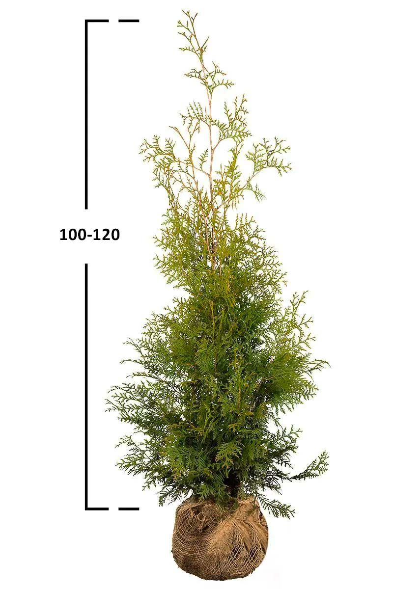 Almindelig Thuja Brabant