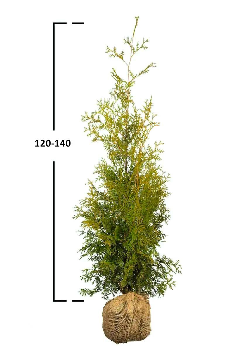 Almindelig Thuja Brabant