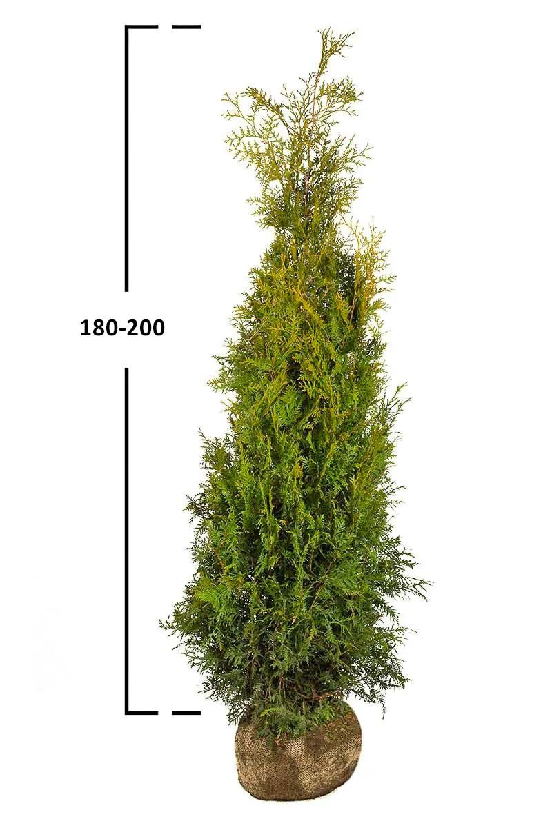 Almindelig Thuja Brabant