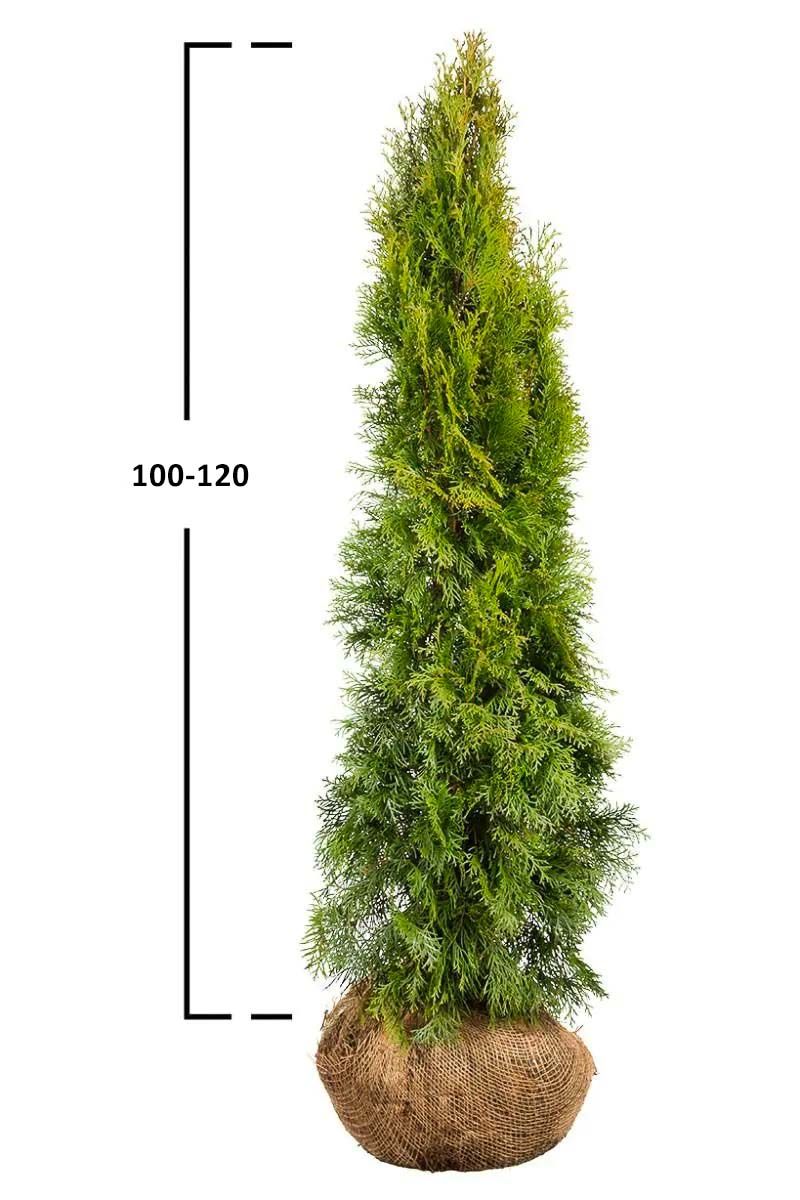 Almindelig Thuja Smaragd