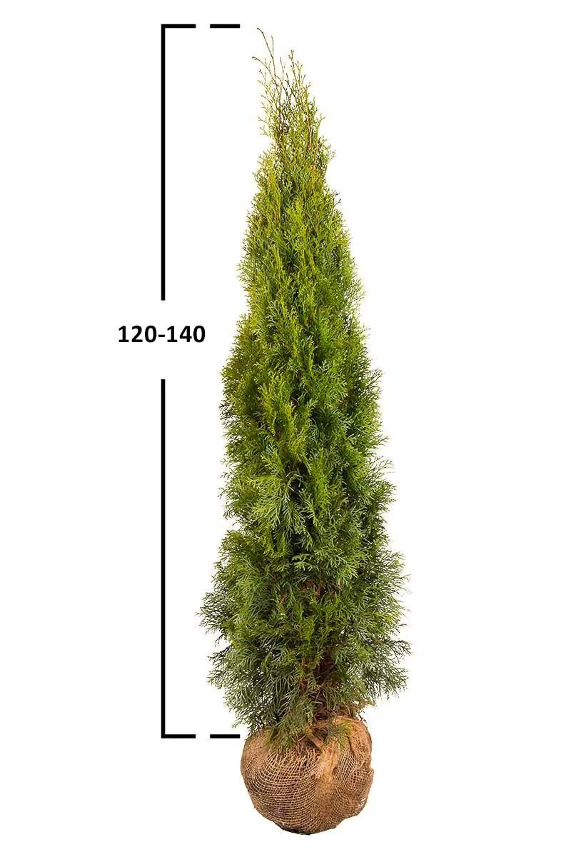 Almindelig Thuja Smaragd