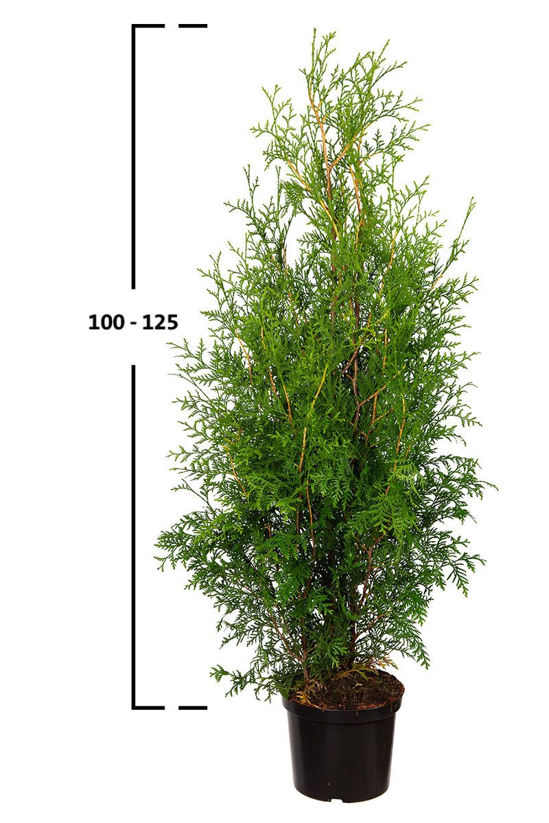 Almindelig Thuja Brabant