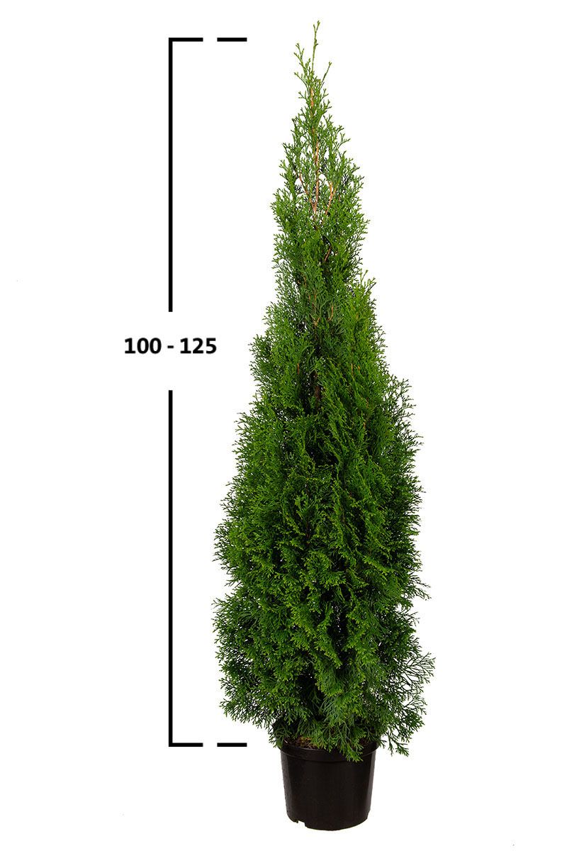 Almindelig Thuja Smaragd