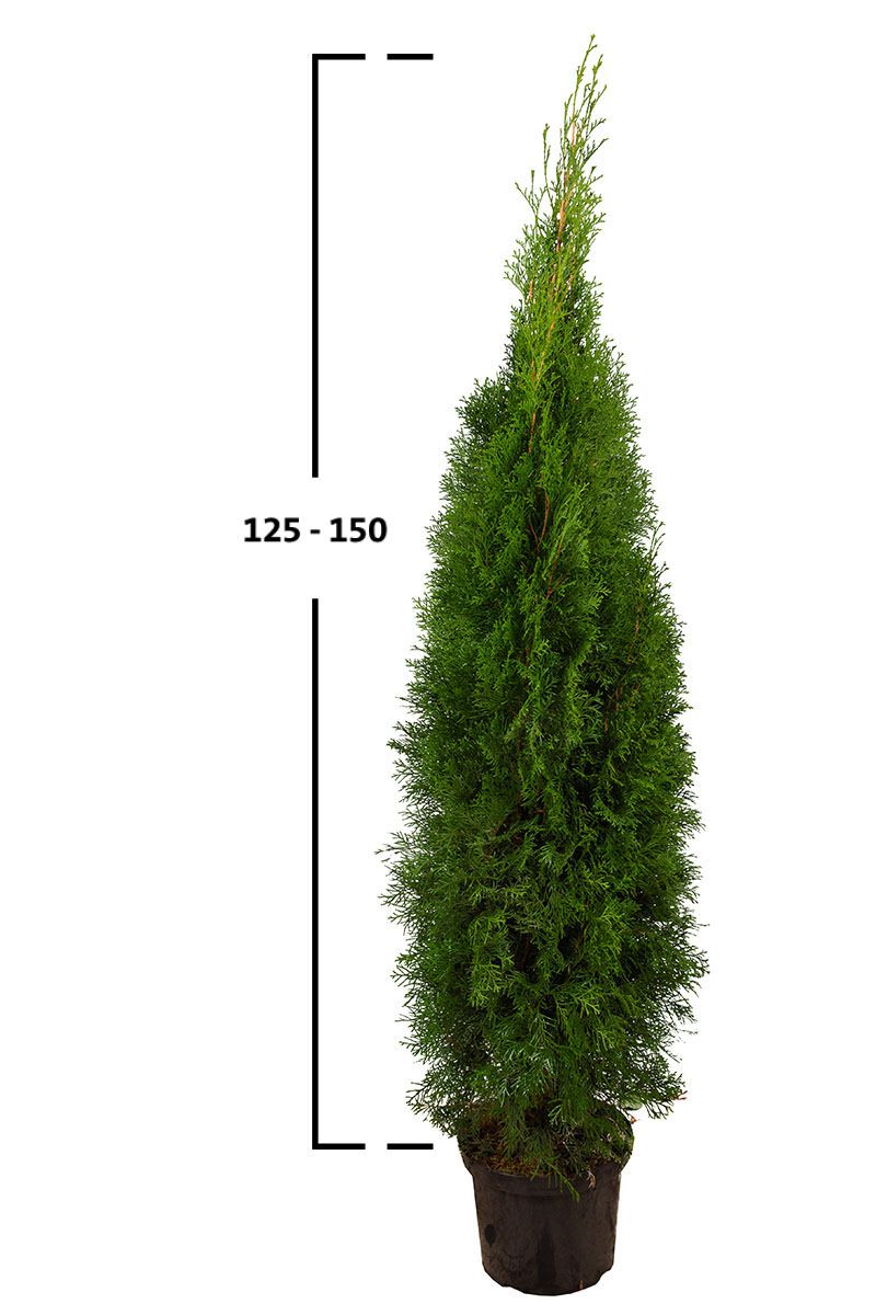 Almindelig Thuja Smaragd