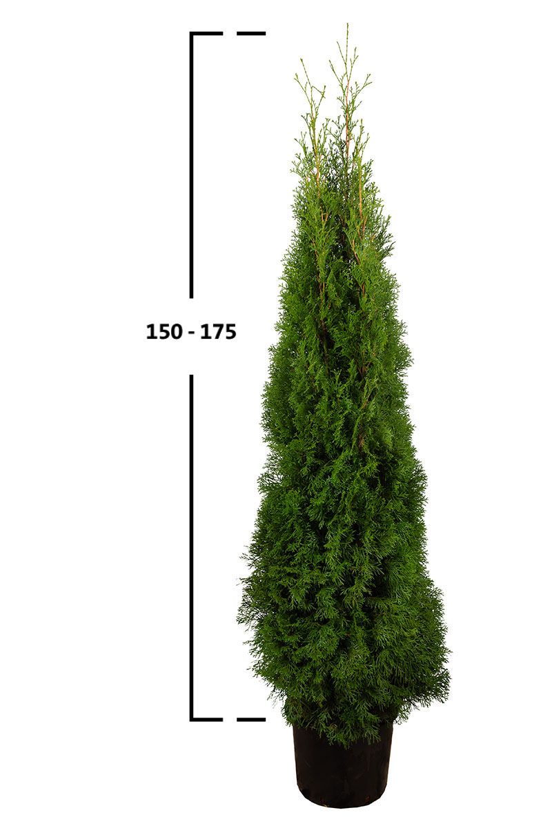 Almindelig Thuja Smaragd