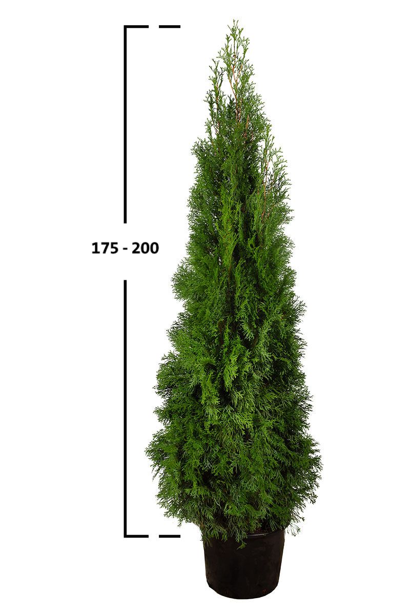 Almindelig Thuja Smaragd