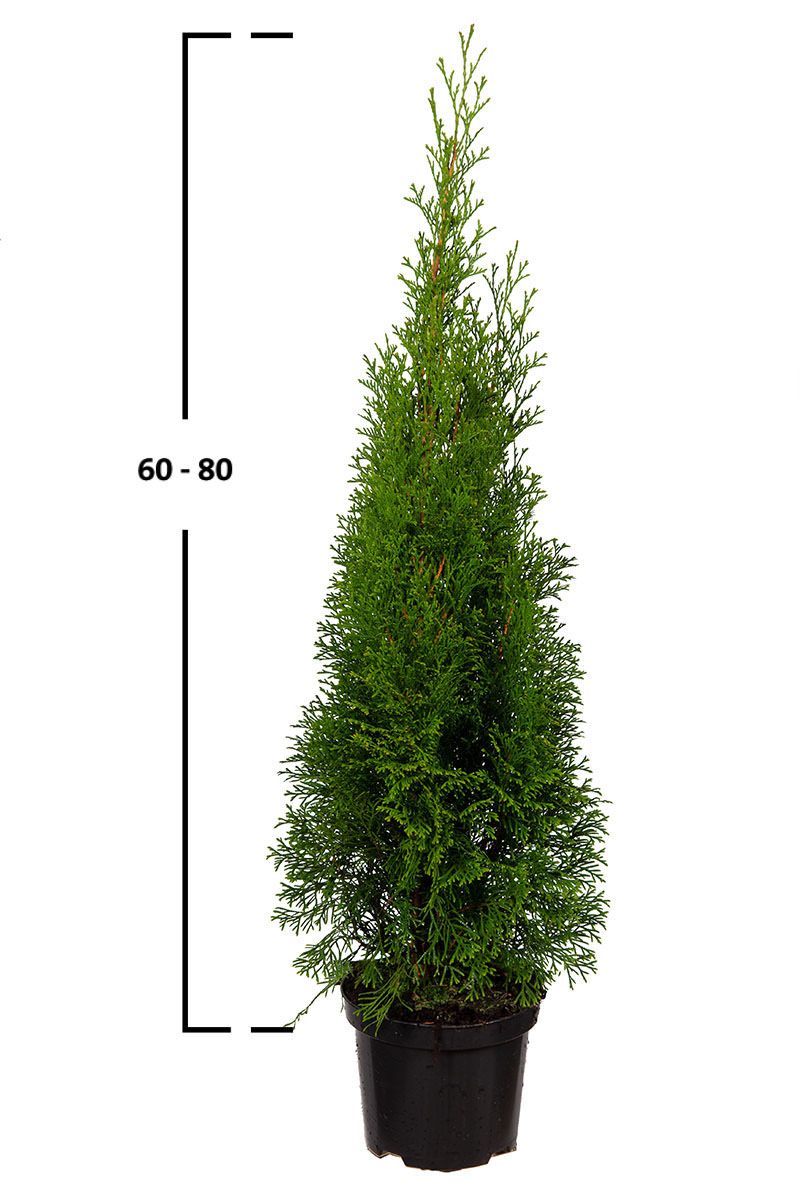 Almindelig Thuja Smaragd