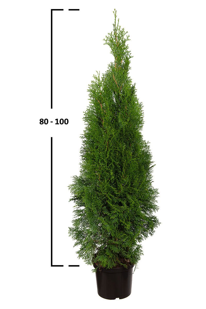 Almindelig Thuja Smaragd