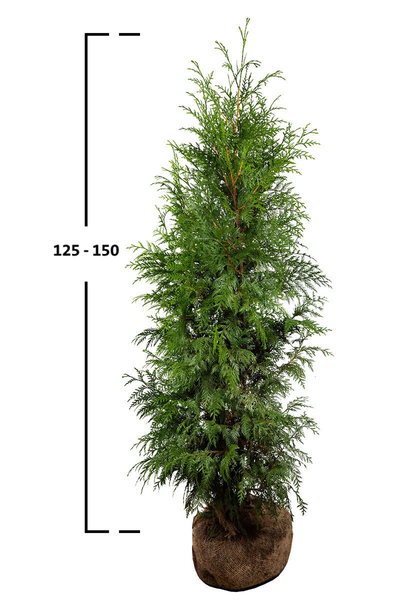 Kæmpethuja Excelsa